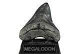 Fossil Megalodon Tooth - South Carolina #190226-2